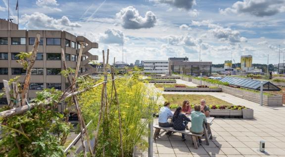 moestuinen in de stad op dakterras