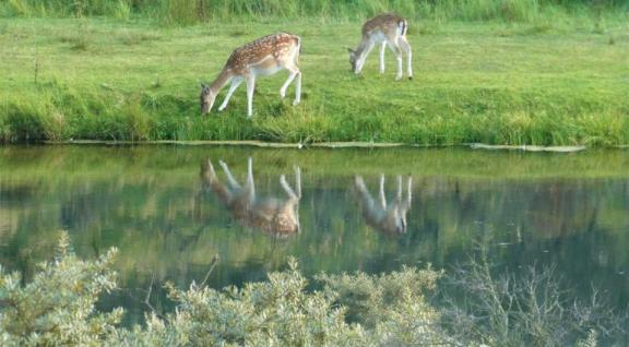 Hertjes aan de waterkant