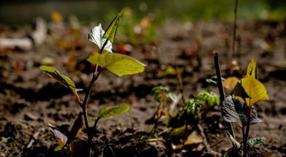close-up van plantjes in de grond